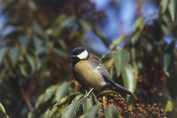 Great Tit (Parus major) perched on leafy branch, low angle view