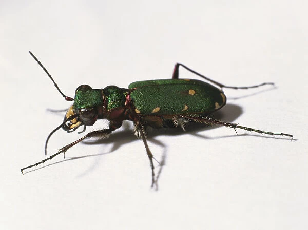 Green beetle, side view