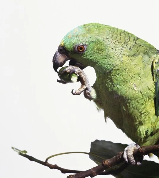Green Parrot (Psittaciformes) eating a nut with its claw