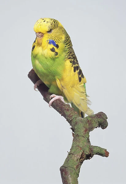 Green and yellow Budgerigar (Melopsittacus undulatus), perched on a twig