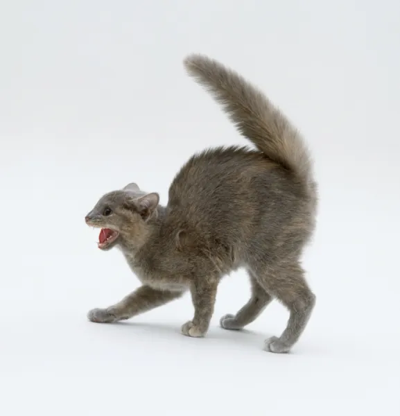 Grey-brown cat in defensive posture with arched back and hissing, side view