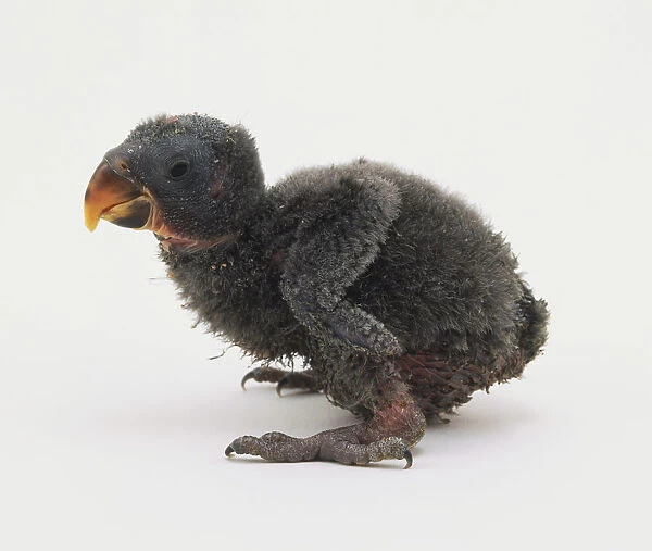 Grey Eclectus Parrot chick, side view