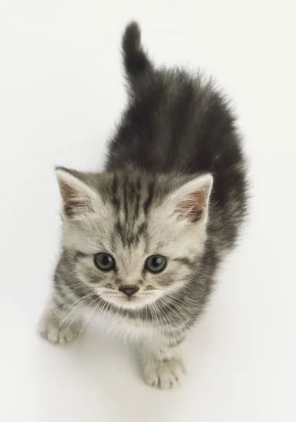 Grey kitten sales with grey eyes