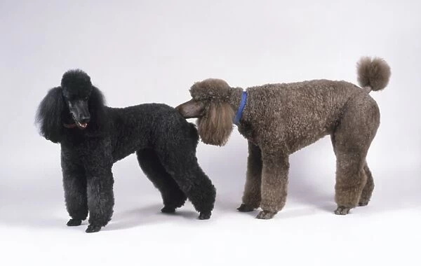 Grey male Standard Poodle smelling rear of black female Standard Poodle