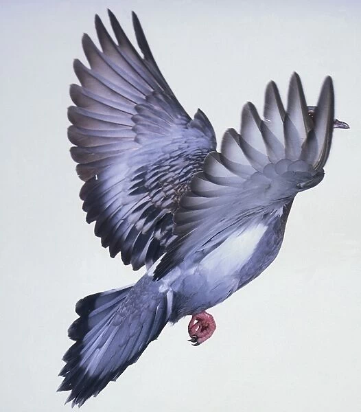 A grey pigeon in flight