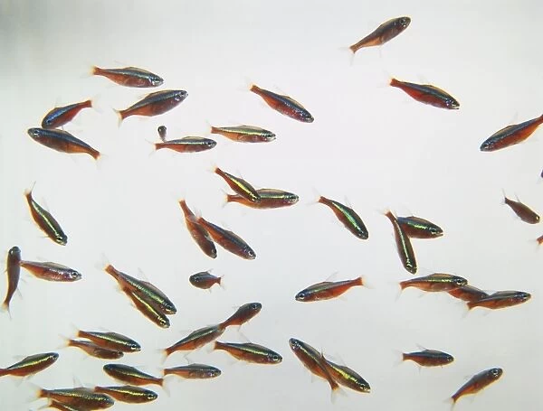 Group of Cardinal Tetras (Paracheirodon axelrodi), red, yellow and blue striped fish