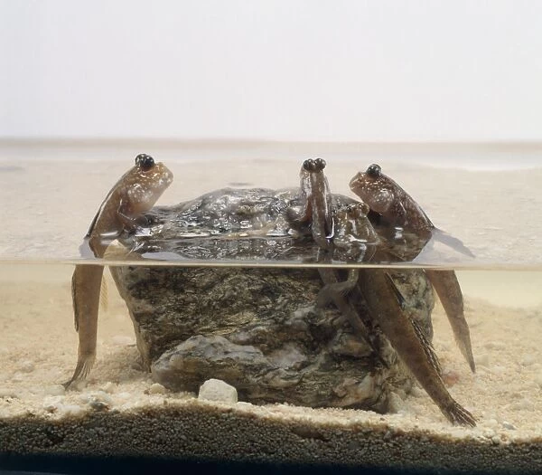 A group of mudskippers emerging onto a rock