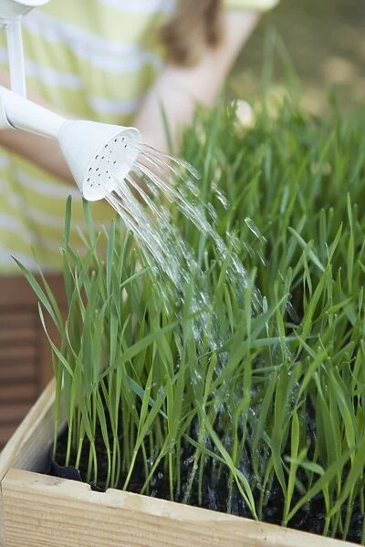 Growing wheat, watering plants with watering can