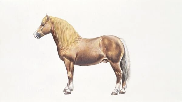 Haflinger horse (Equus caballus), illustration