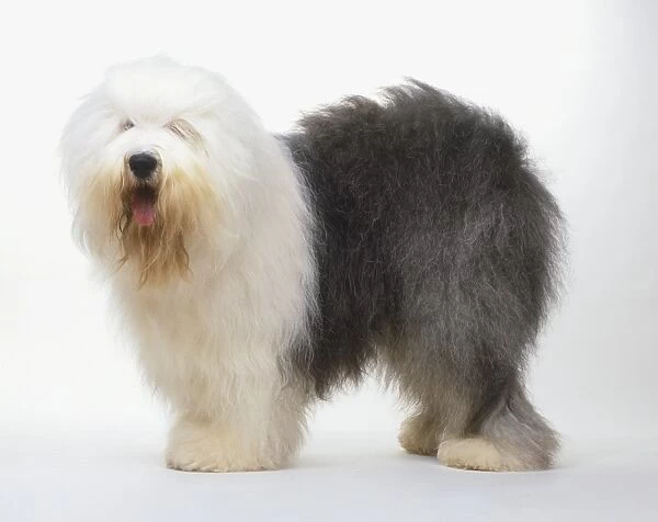 Half white, half grey Old English Sheepdog (Canis familiaris), standing, side view