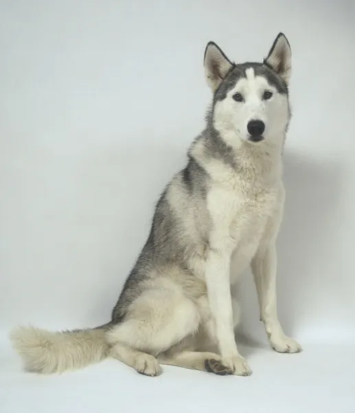 A handsome seated Siberian husky with a thick grey and white coat and tall pricked-up ears, looking towards the camera