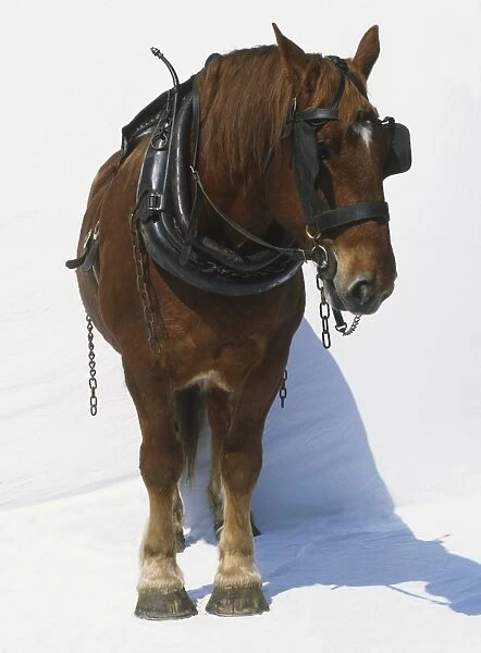 Harnessed brown Horse (Equus caballus) with blinkers, side view