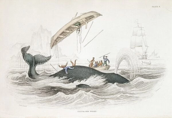 Harpooning a Greenland Whale