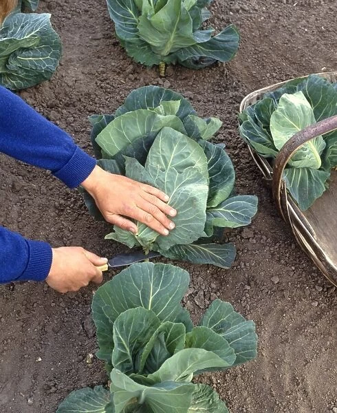 Harvesting cabbages by cutting at the base with a knife, close-up