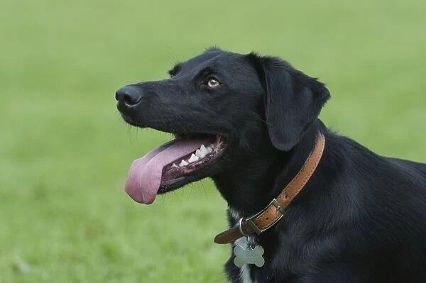 Head of black mixed-breed dog wearing dog collar and dog tag, sticking out tongue, close-up, side view