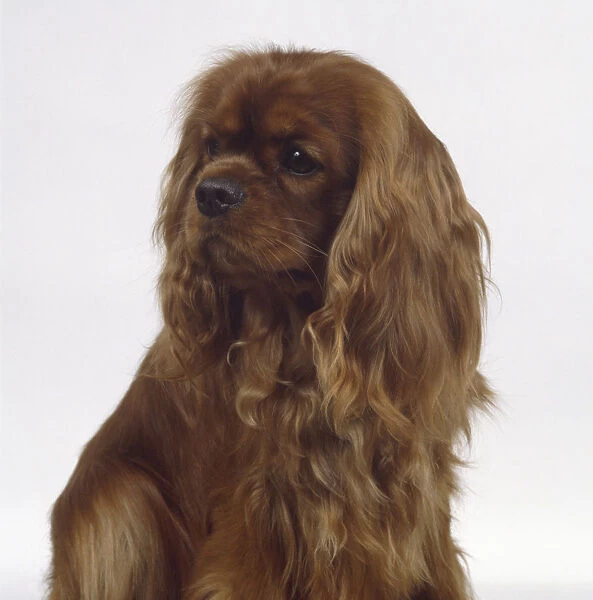 Head of a Cavalier King Charles spaniel, with its long silky-haired ears