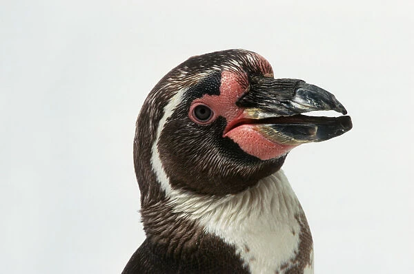 Head of Humboldt penguin (Spheniscus humboldti), side view