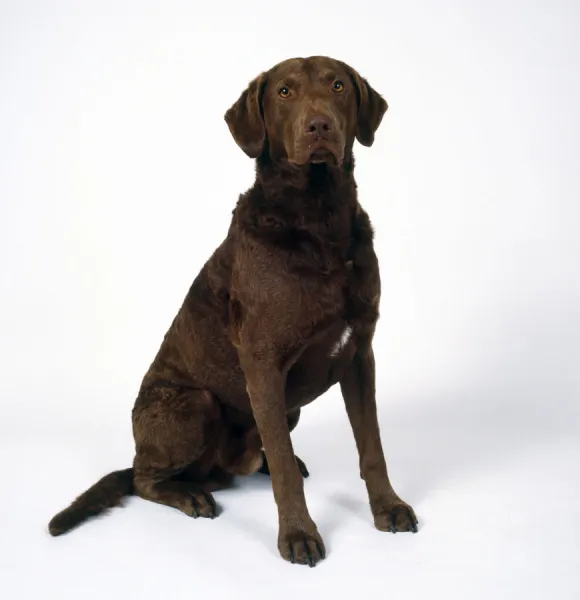 Head only view of a chesapeake bay retriever