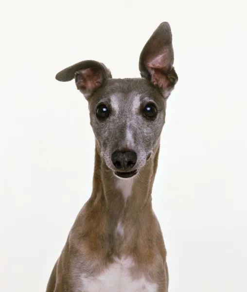 Head of whippet, one ear pricked up, front view