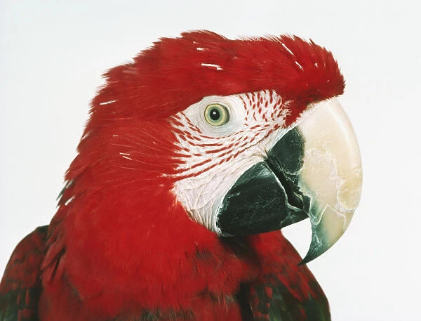 Headshot of a Green-winged Macaw (Ara chloroptera) showing red head feathers and curved beak, side view