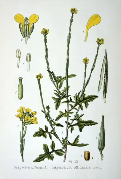 Hedge Mustard (Sisymbrium officinale) Print, Art Prints