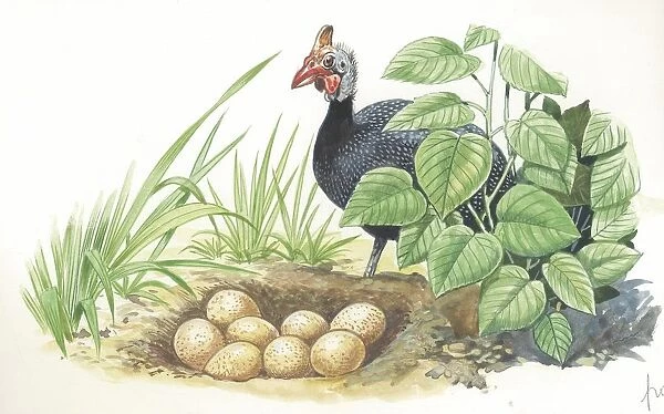 Helmeted Guineafowl Numida meleagris at nest with eggs, illustration