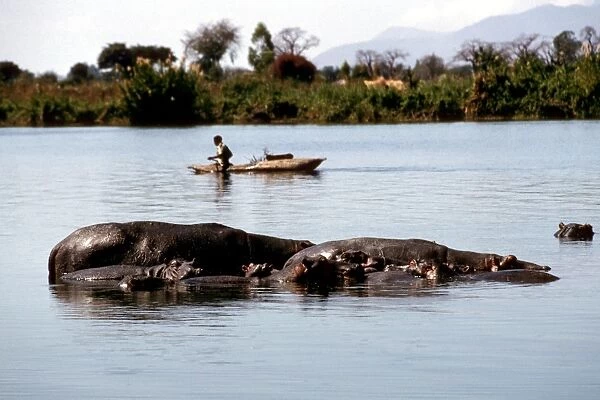 Hippopotamus. Liwonde National Park. Malawi. Africa