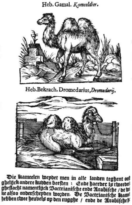 Framed Print : Pre-binomial Classification Print of a Camel Species Framed Print : Pre-binomial Classification Print of a Camel Species