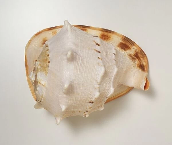 Horned helmet (Cassis cornuta) shell