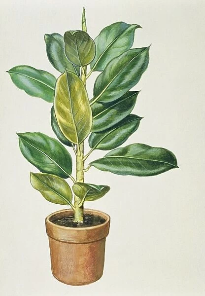 Houseplant, illustration