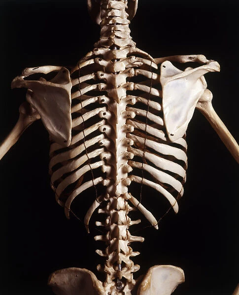 Human skeleton, rib cage and shoulder blades, high angle view