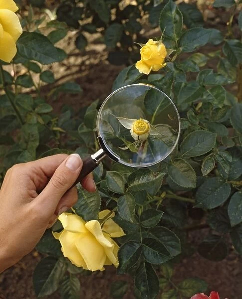 Hybridising roses, inspecting a yellow rose with stamens and petals removed, making sure that no fragments remain, using a magnifying glass, close-up