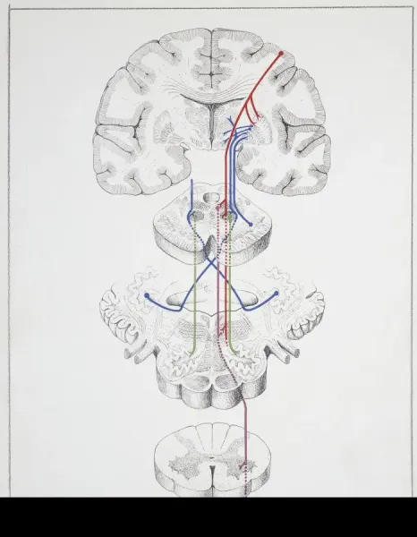 Extrapyramidal System Anatomy