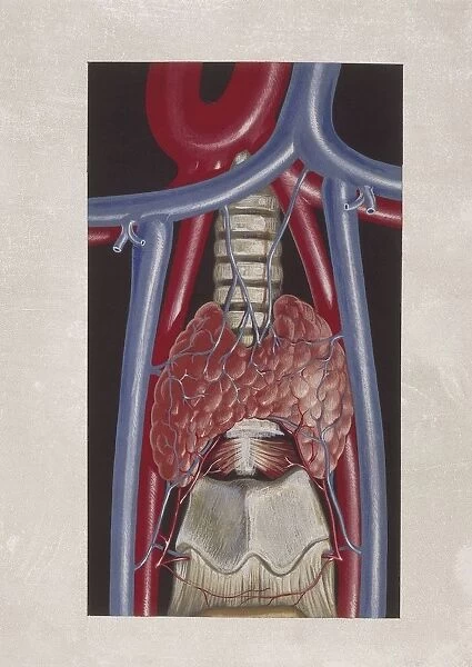 Illustration of human thyroid