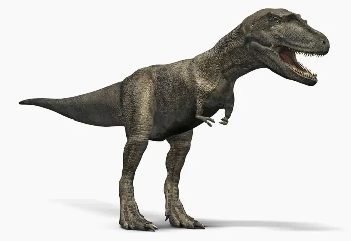 Framed Print : Albertosaurus Print - Side View Illustration Framed Print : Albertosaurus Print - Side View Illustration