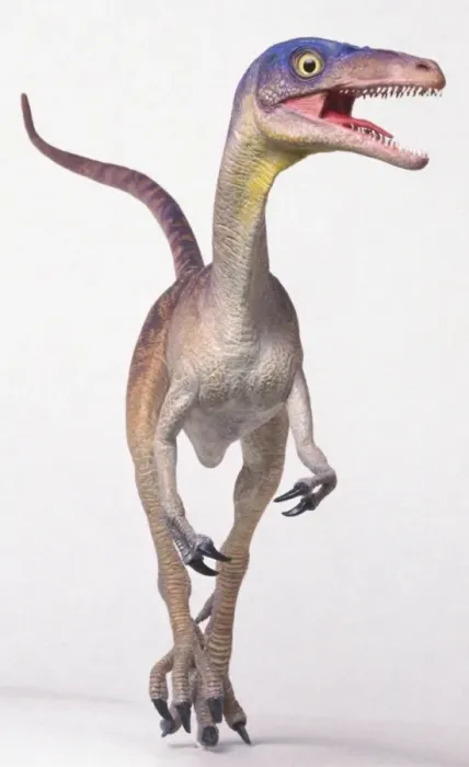 Framed Print : Compsognathus Front View Print Framed Print : Compsognathus Front View Print