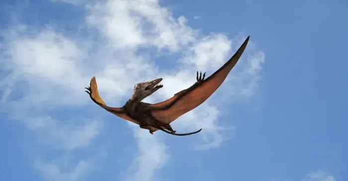 Framed Print : Eudimorphodon in Flight Print Framed Print : Eudimorphodon in Flight Print
