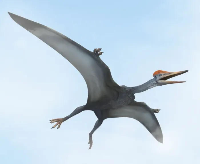 Framed Print : Pterodactylus Flight Print Framed Print : Pterodactylus Flight Print