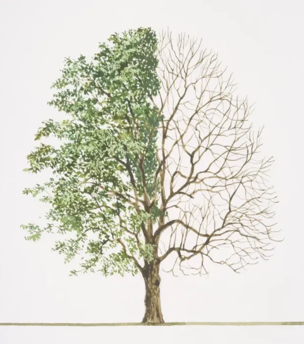 Framed Print : Common Ash Tree Print