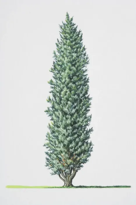 Framed Print : Juniperus communis Print