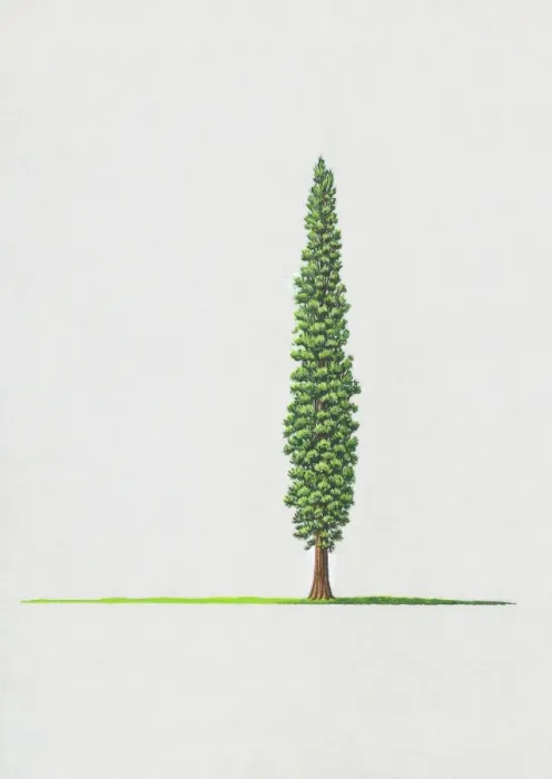 Framed Print : Syrian Juniper Print Framed Print : Syrian Juniper Print