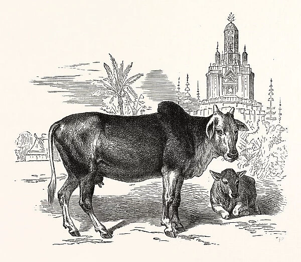 THE INDIAN ZEBU (Bos indicus). Sometimes known as humped cattle or Brahmin cattle