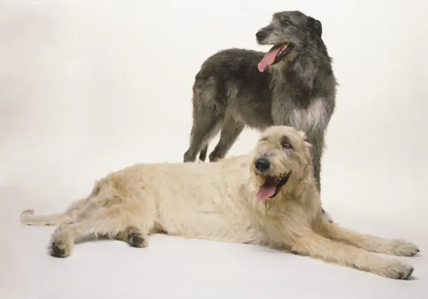 Two Irish Wolfhounds Art Prints, Posters Puzzles from
