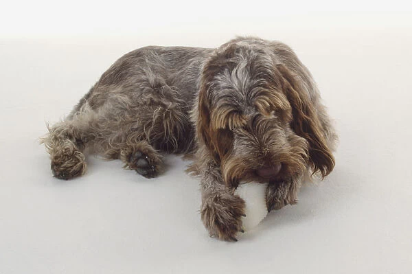 An Italian Spinone lies on the floor chewing a bone using both forepaws