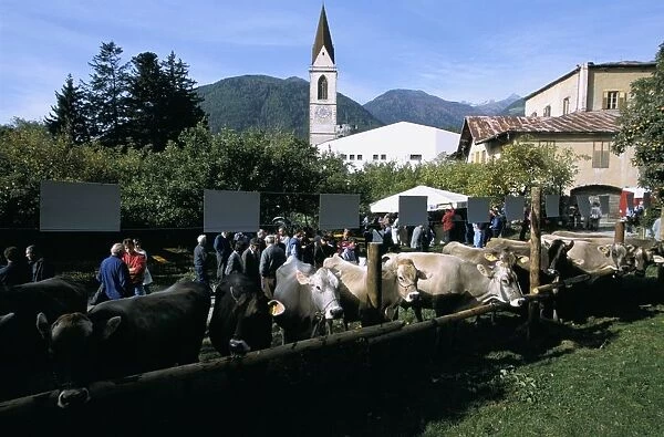 Italy. Alto Adige. Malles Venosta. Livestock Market