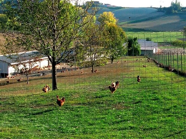 Italy. Piedmont. Monferrato. Chicken Husbandry