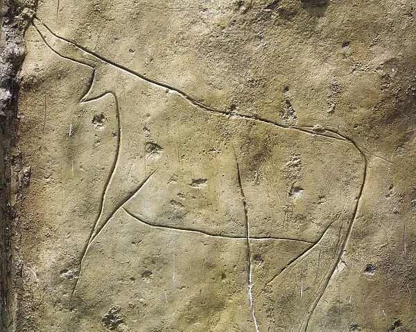 Italy, Sicily Region, surroundings of Palermo. Prehistory, paleolithic. Addaura Grottoe, rock drawing with bovine figures