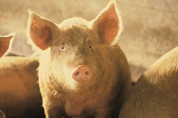 Italy. Swine Farm