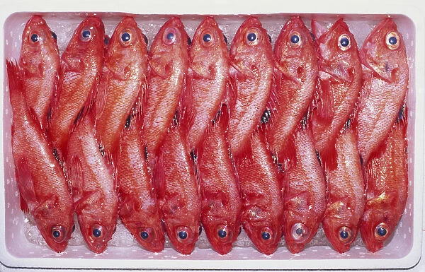 Japan, Tokyo, Tsukiji Fish Market, box of small red fish, overhead view