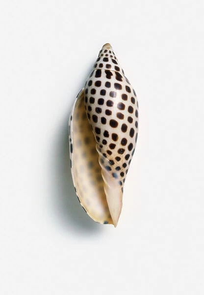 Junonia shell (Scaphella junoma)